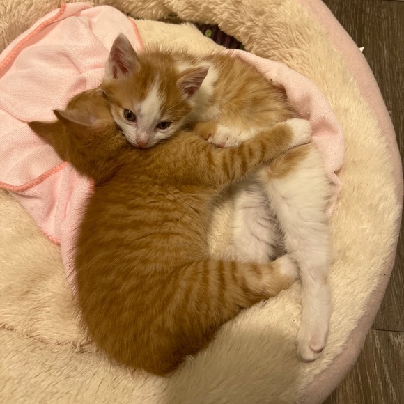 Meet your Posher, Ashlin - Picture 1 of 1